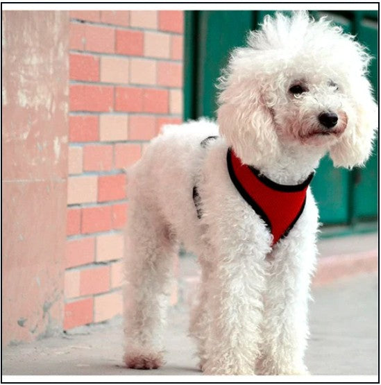 Pechera para perro - TCC0003