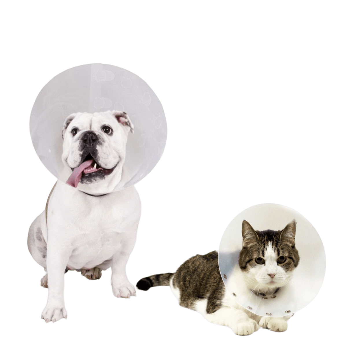 Collar Isabelino de Plástico para Perros y Gatos - TCC0021